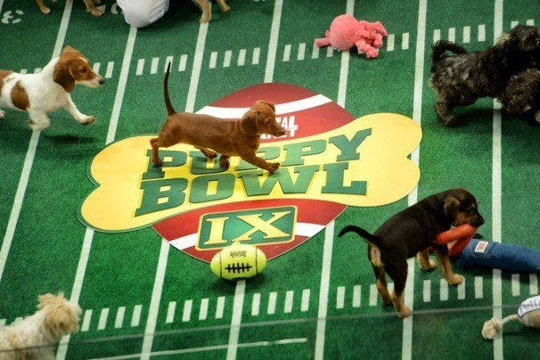 Post Pick: Puppy Bowl IX  