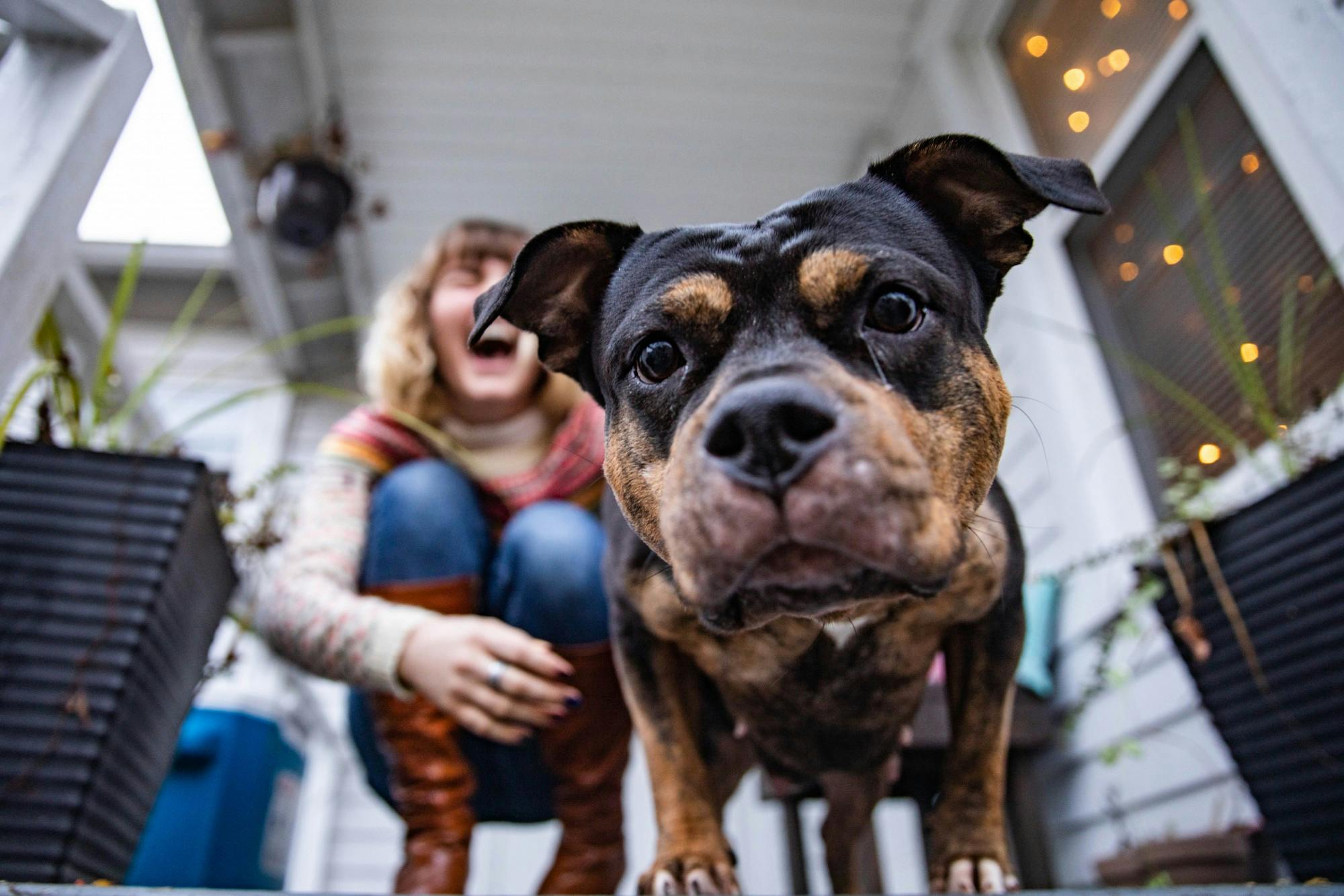 Pets-and-Covid_Swanson