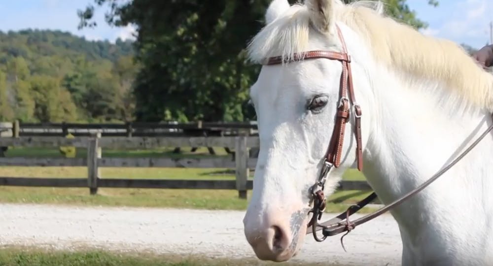 Horse Farm preview image