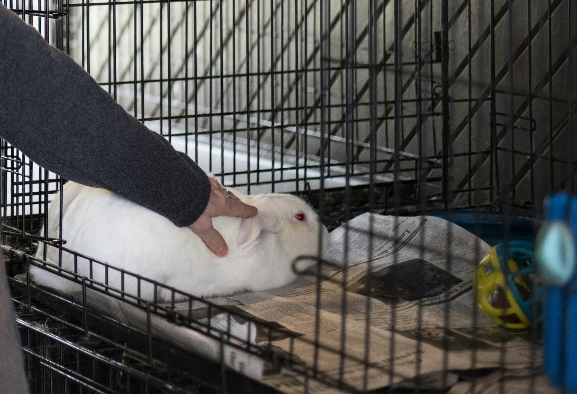 River Road Rabbits 13.jpg