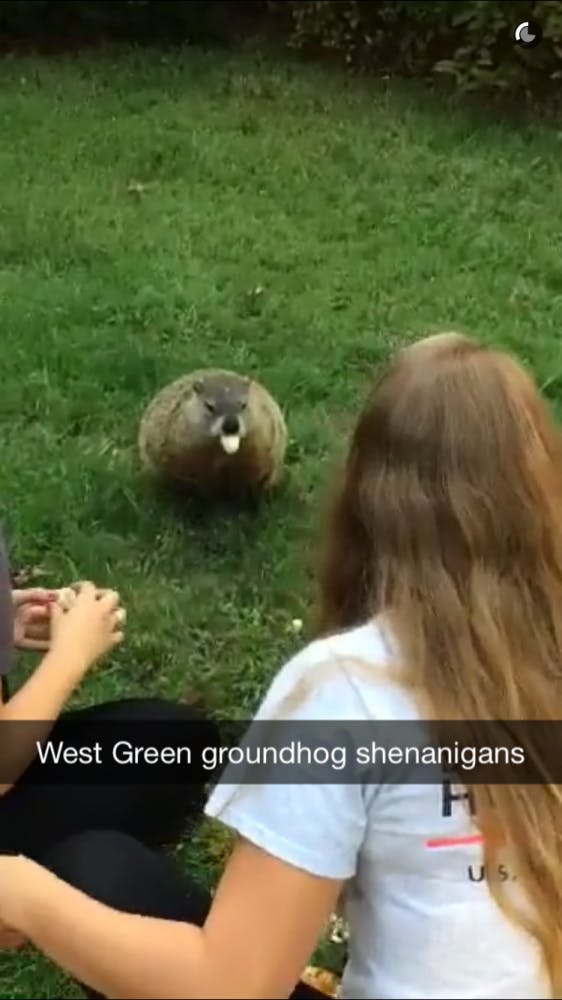Groundhog Snapchat  