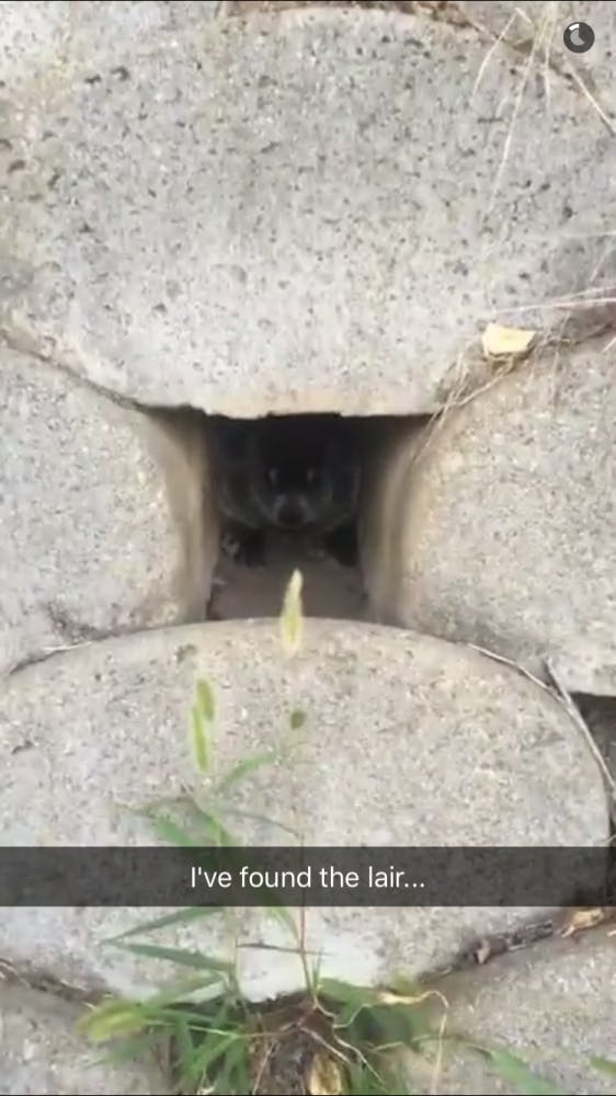 Groundhog Snapchat  