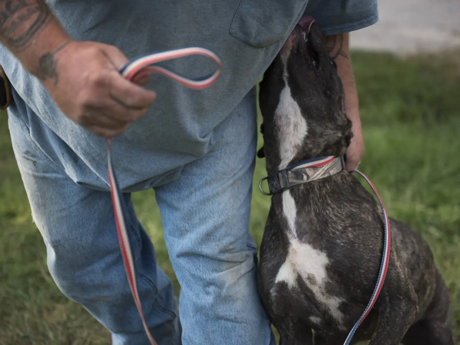 Puppy licking owner