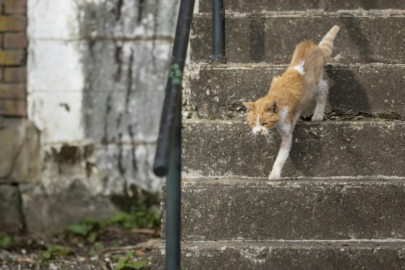 Animal advocates unite to combat cat overpopulation in Athens