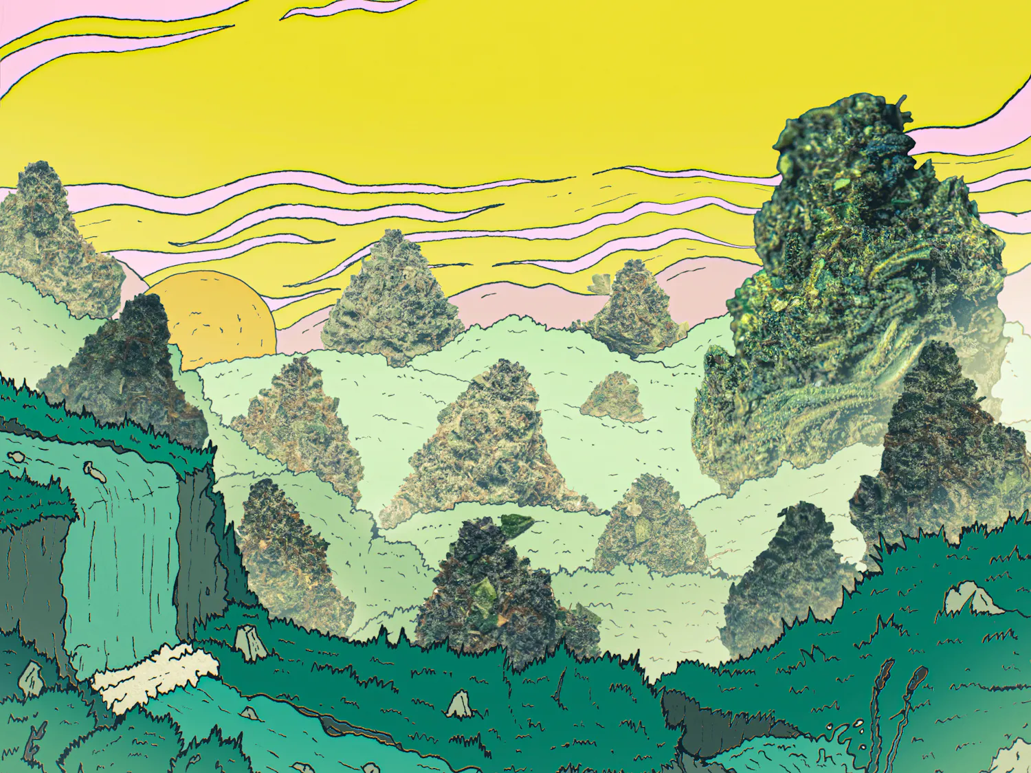 WeedEditionCover colorbright.jpg