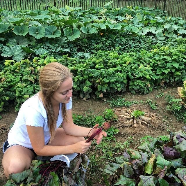 Nelsonville Community Garden  