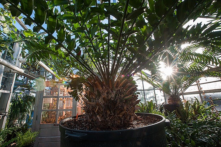 Slideshow: Ohio University's Greenhouse  
