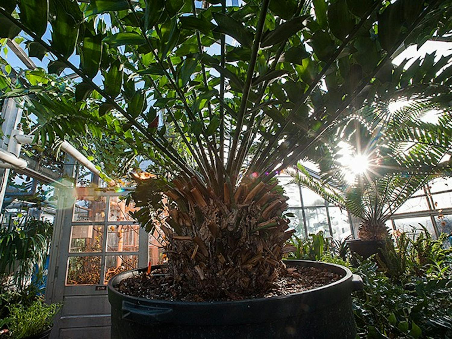Slideshow: Ohio University's Greenhouse