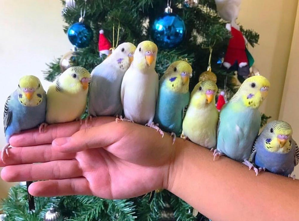 Kevin's Birds