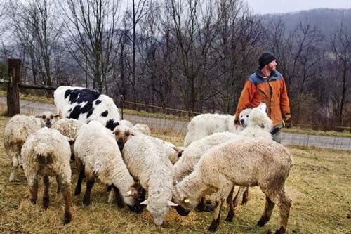 Bobcat sightings increase  