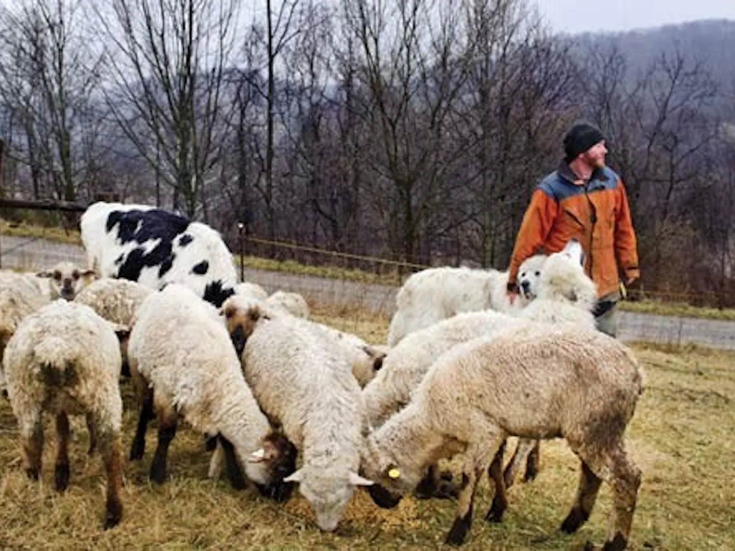 Bobcat sightings increase