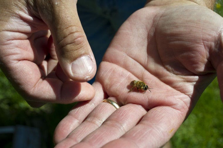 Bee Keeping in Athens  