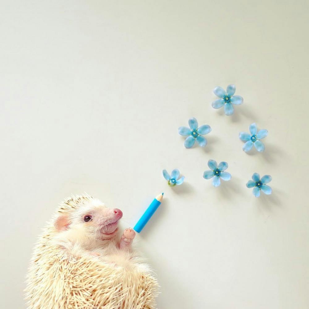 Mathew the hedghehog