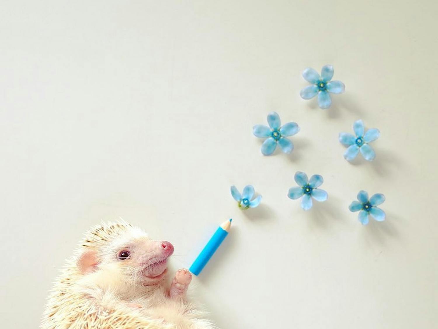 Mathew the hedghehog