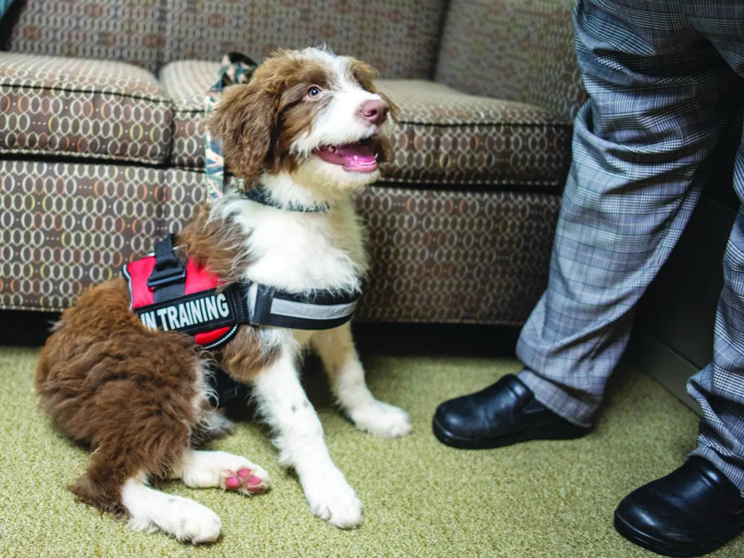 THERAPY DOG.jpg