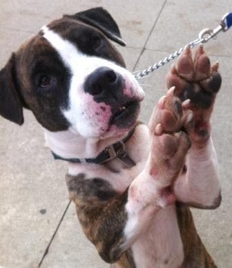 Painting for Pooches  