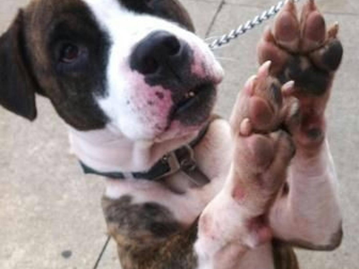 Painting for Pooches