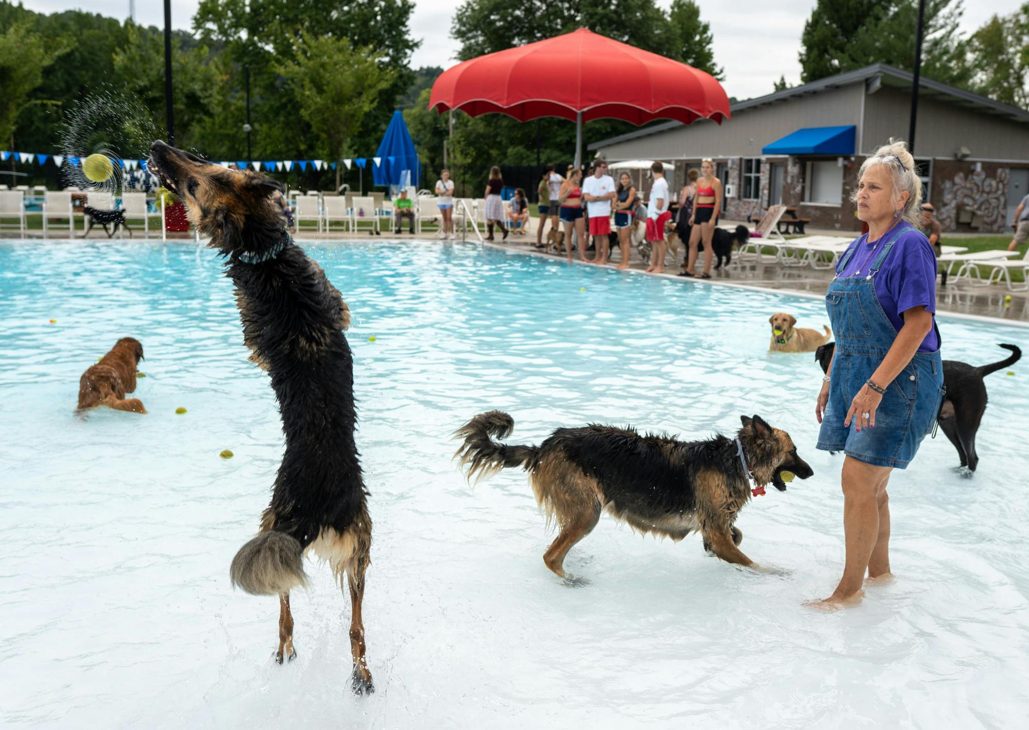Dogsatthepool.Spurlock.jpeg