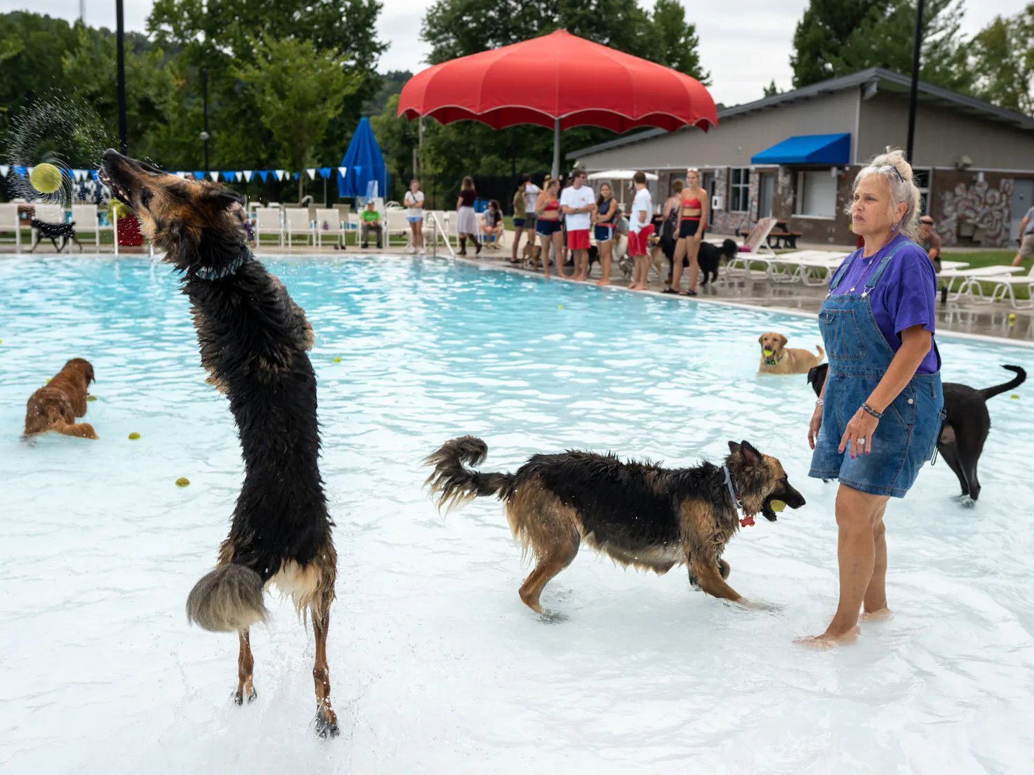 Dogsatthepool.Spurlock.jpeg