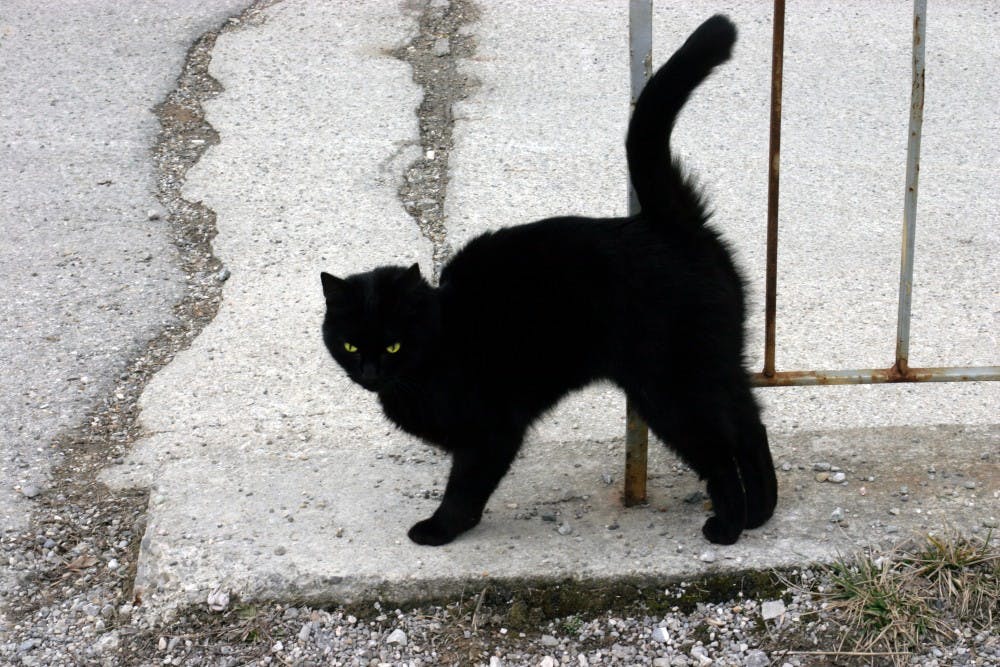 black cat