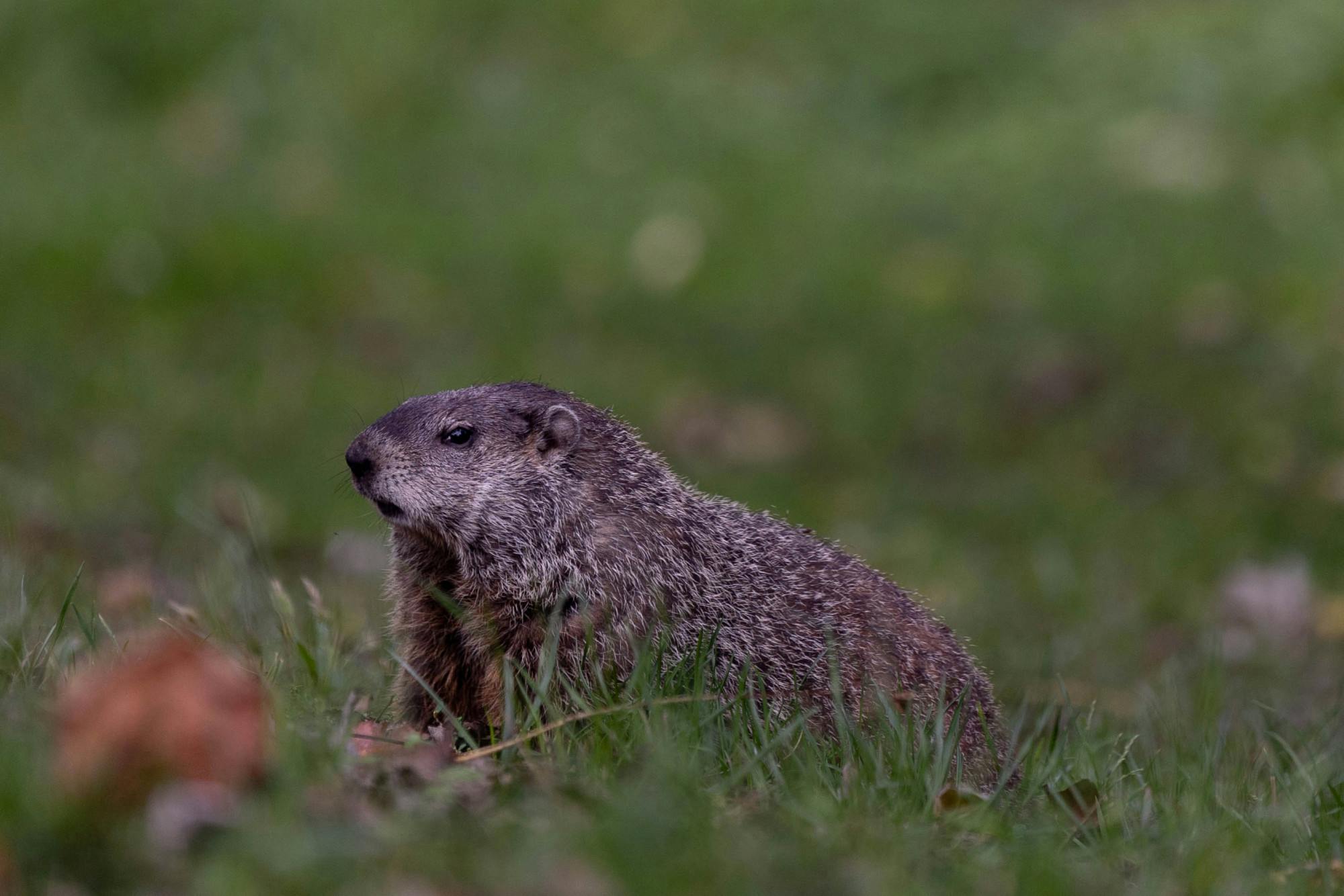 Groundhog Day_2-01-2025_Maloy_Talitha-3.jpg