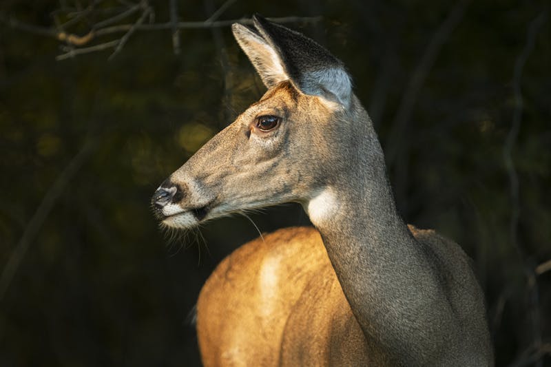 Brewing Locally Image