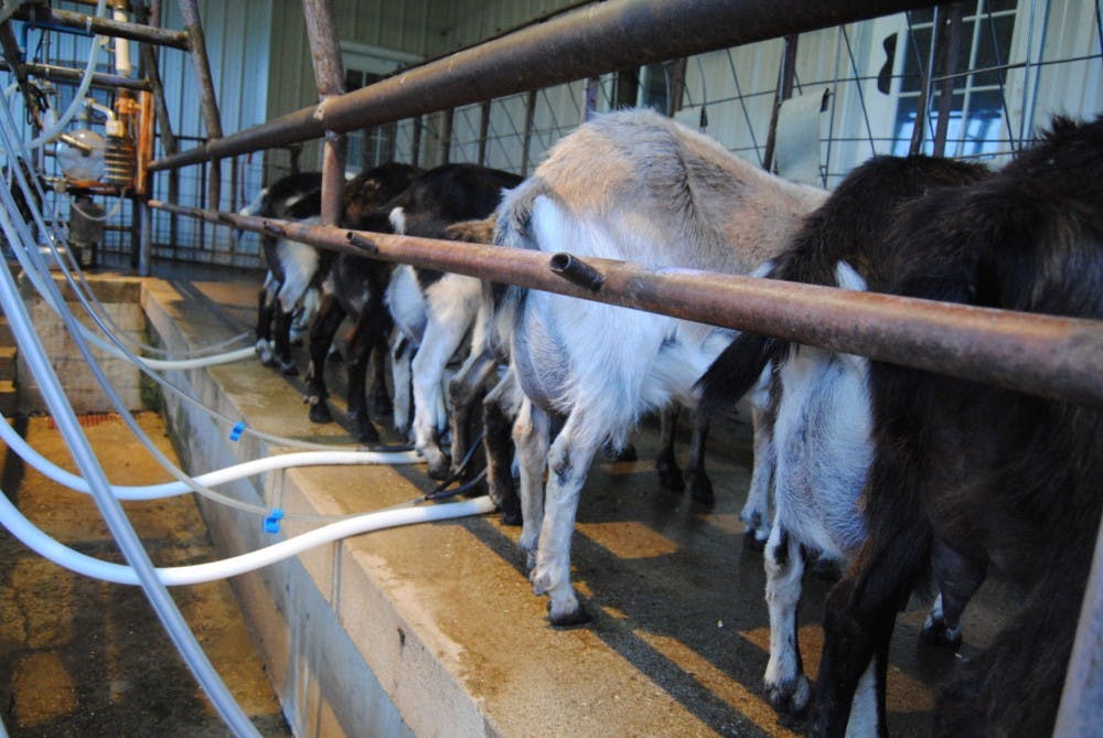Athens County goats get milked  