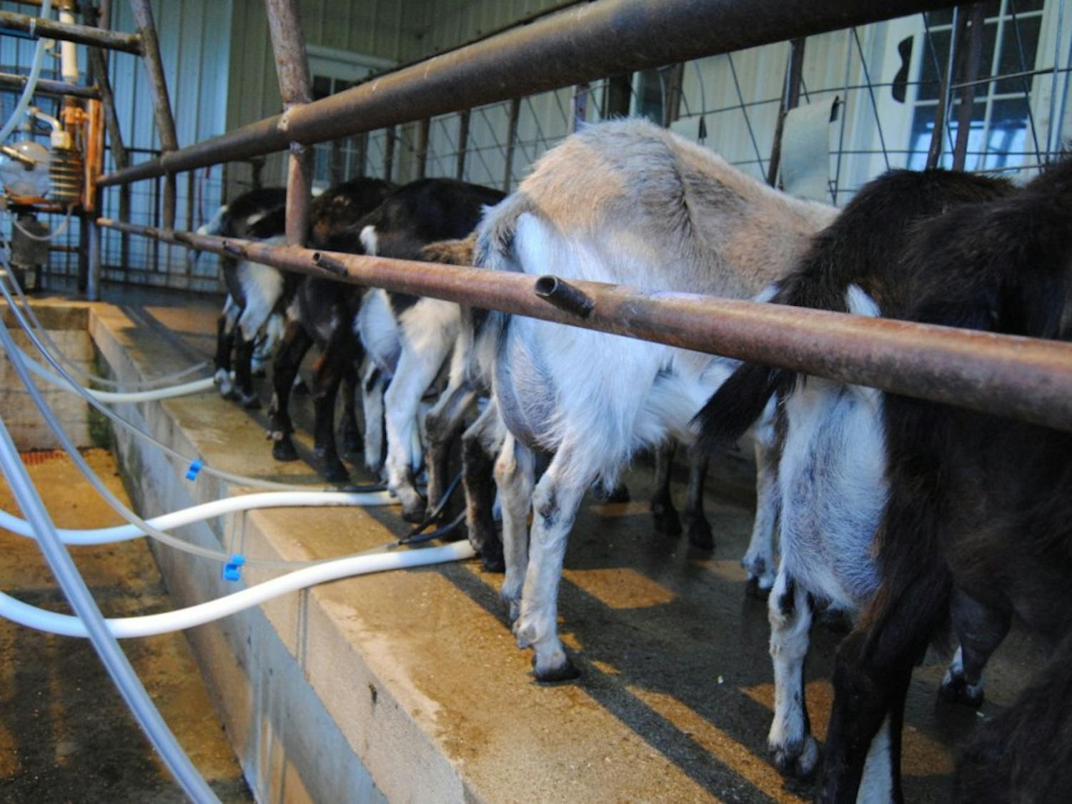 Athens County goats get milked  