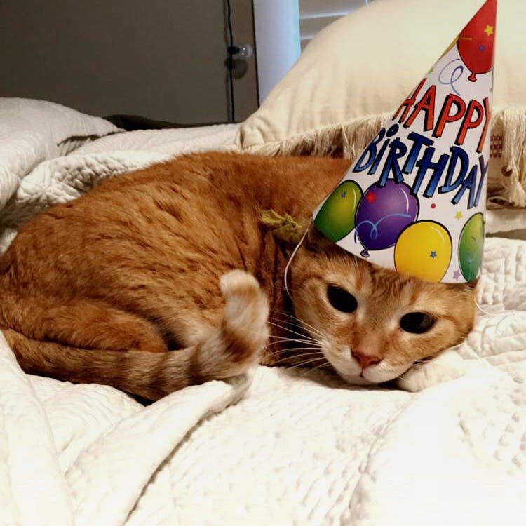 Luna the cat celebrated her 15th birthday this week. (Photo via&nbsp;luna_sheridan22 Instagram account)&nbsp;