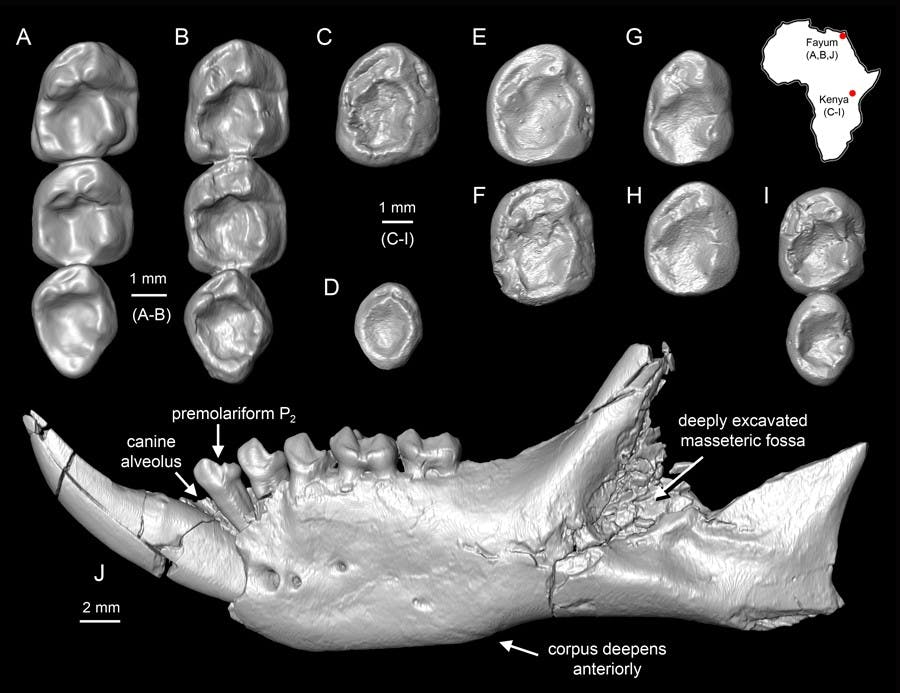 Leaping lemurs figures.jpg