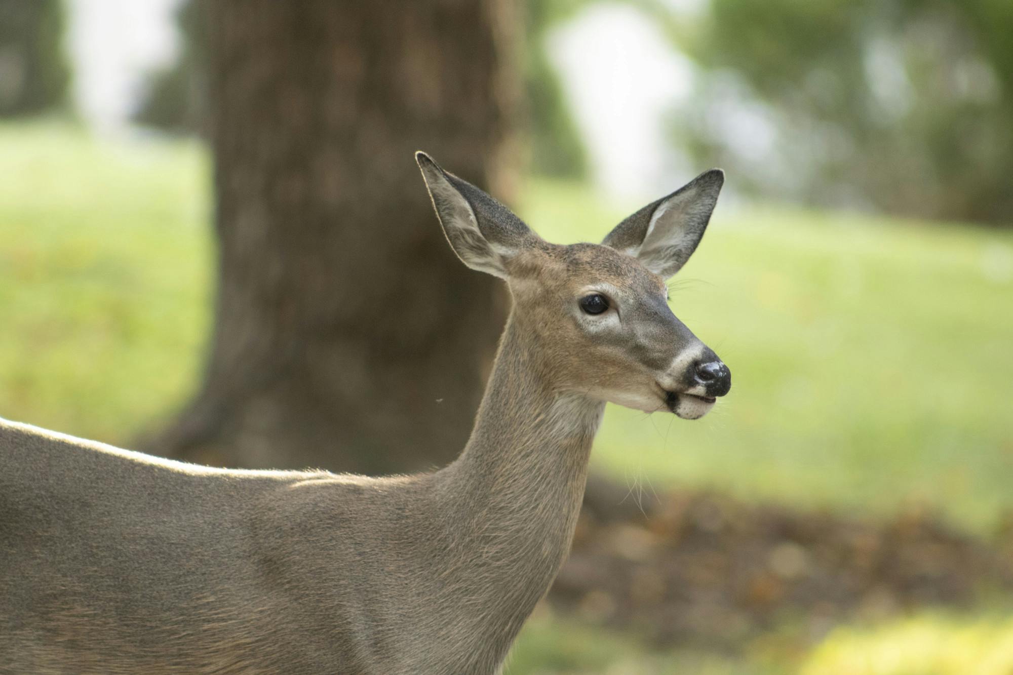 DeerHuntingProgram_091826_Mathie_Sophia_7.jpg