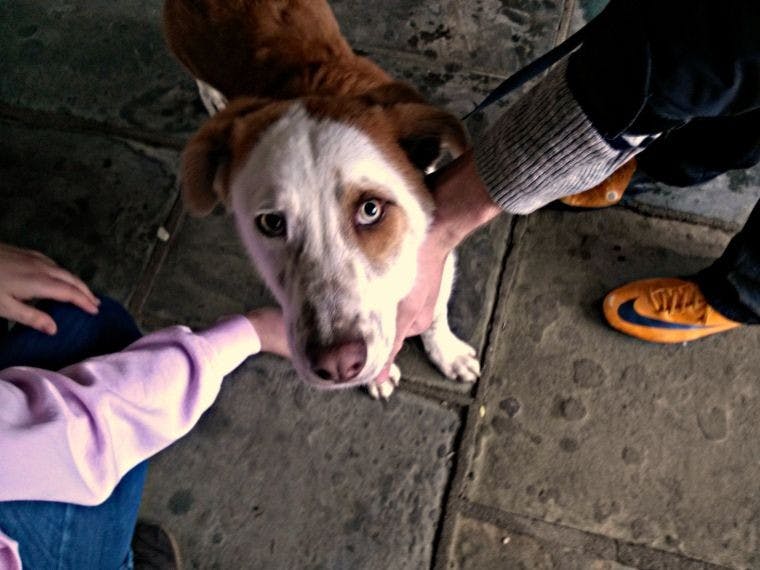 "Playtime with Puppies" helps students take break from books  