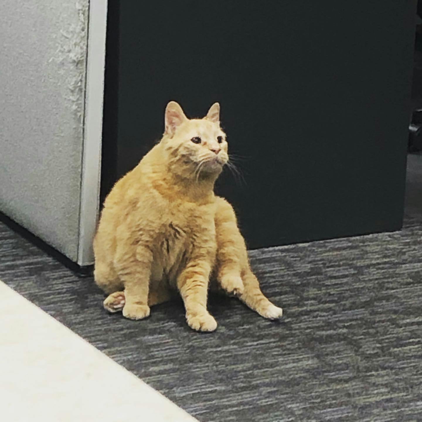 Letter to the Editor from Pumpkin (Ferguson).png