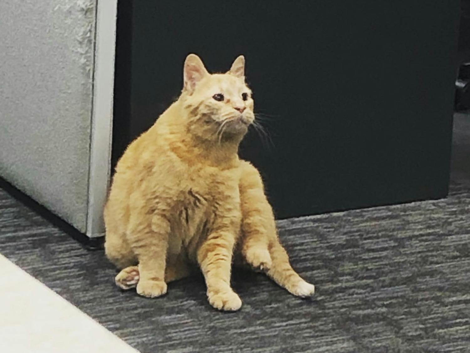 Letter to the Editor from Pumpkin (Ferguson).png