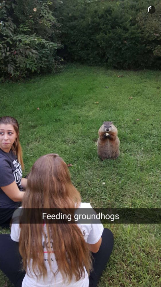 Groundhog Snapchat  