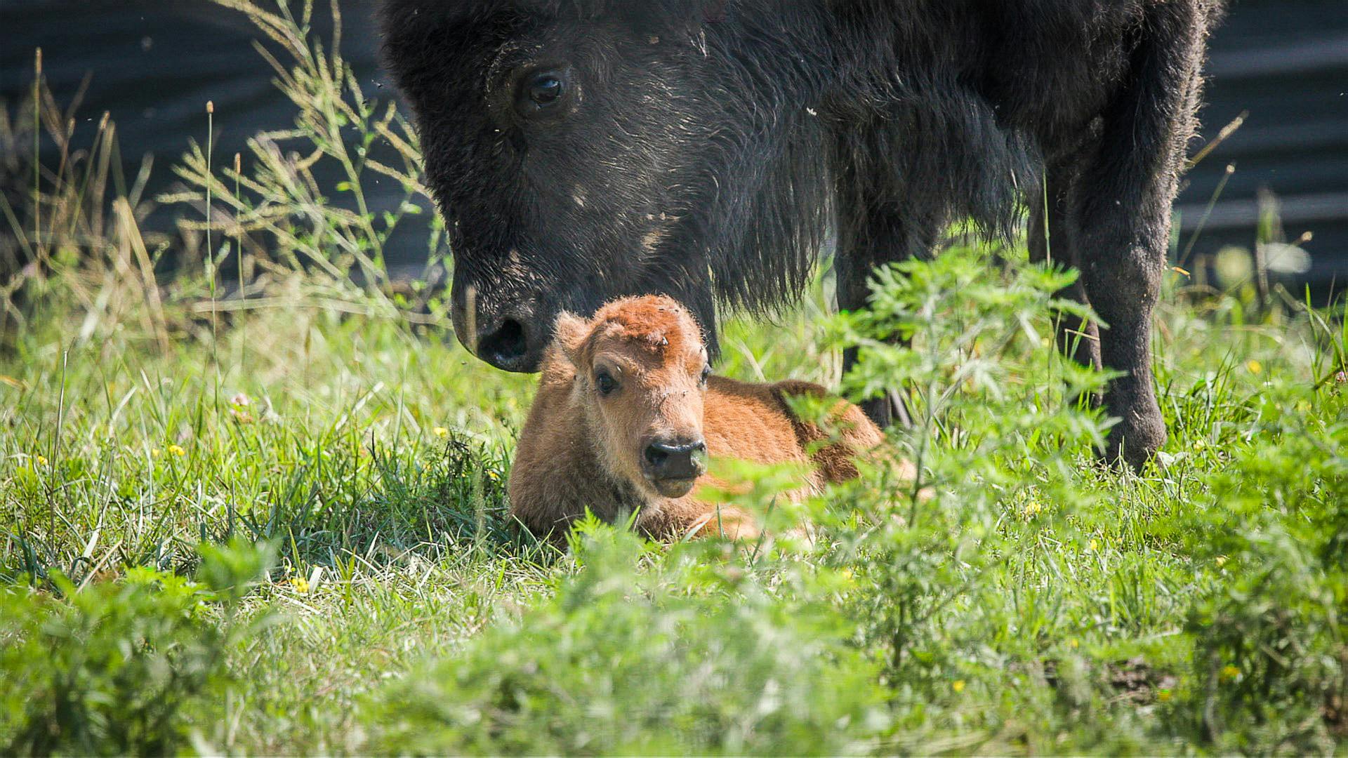 BabyBison_JWade_July2026-5.jpg