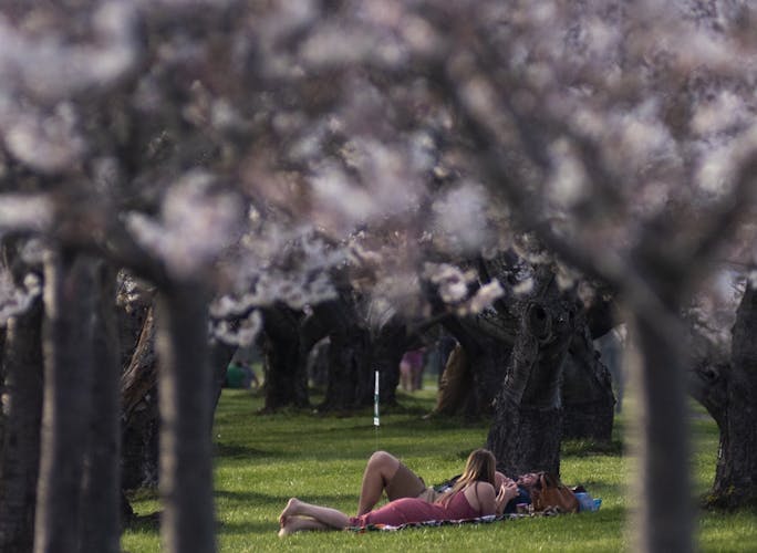 cherry_blossoms_10.jpg