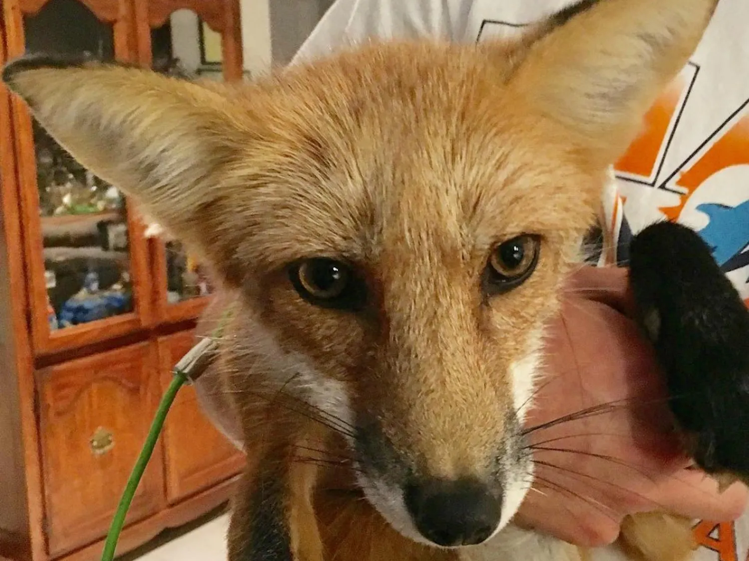 Fox