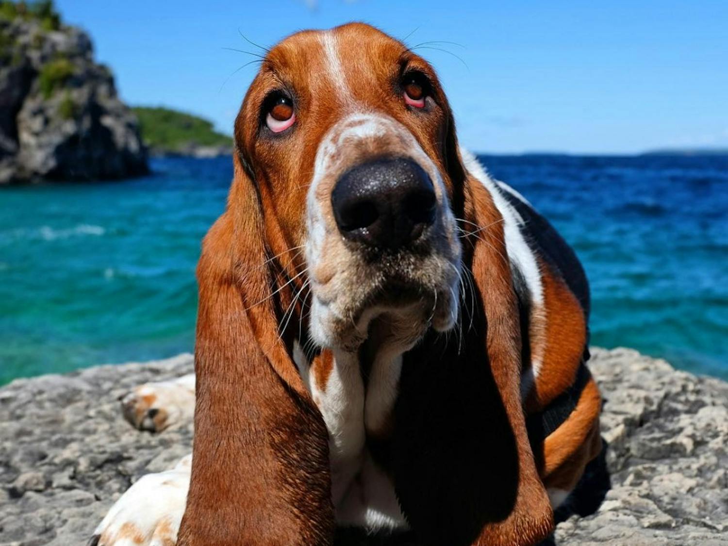 Dean the Basset