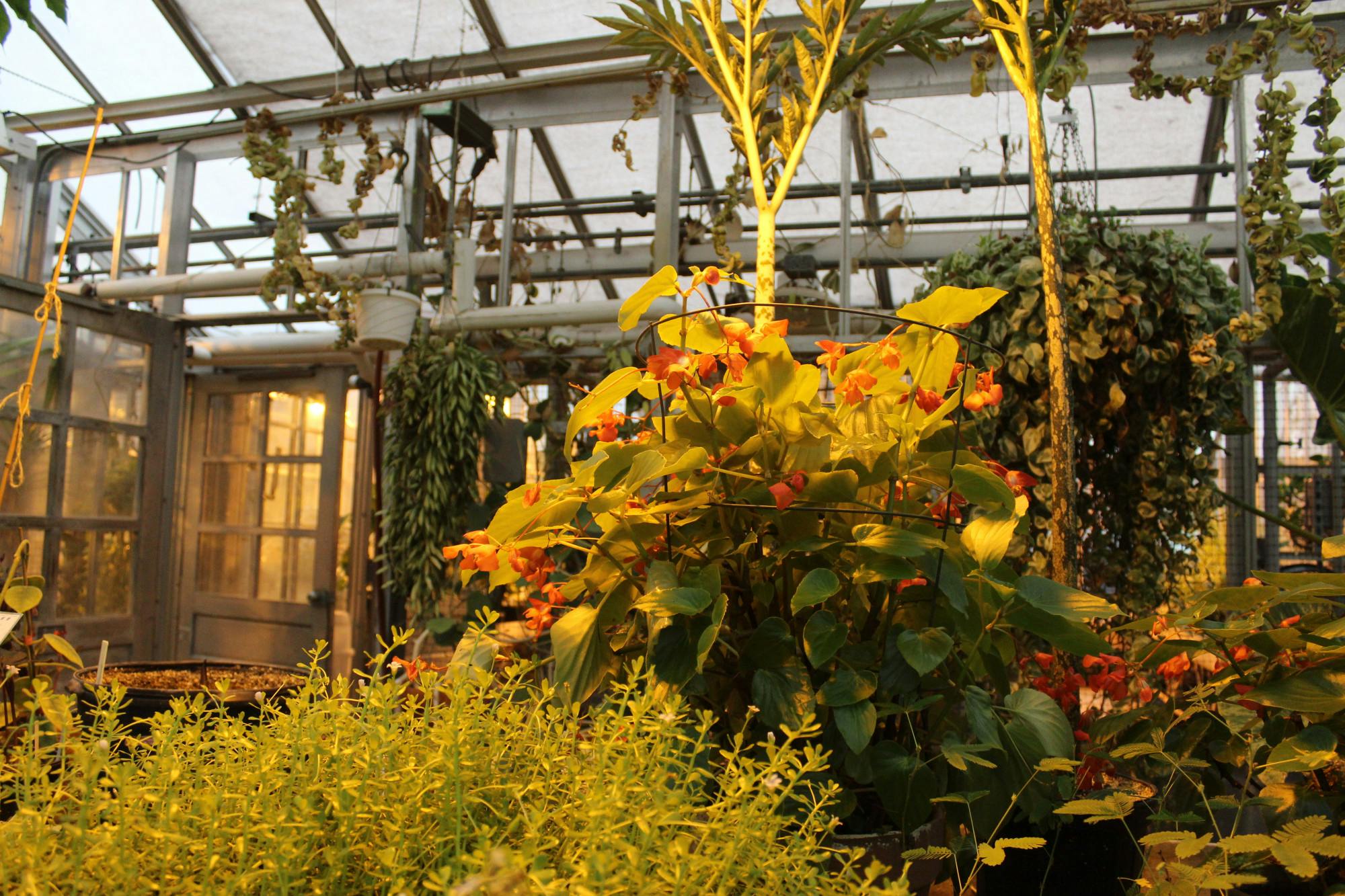 PlantClub_Haggerty