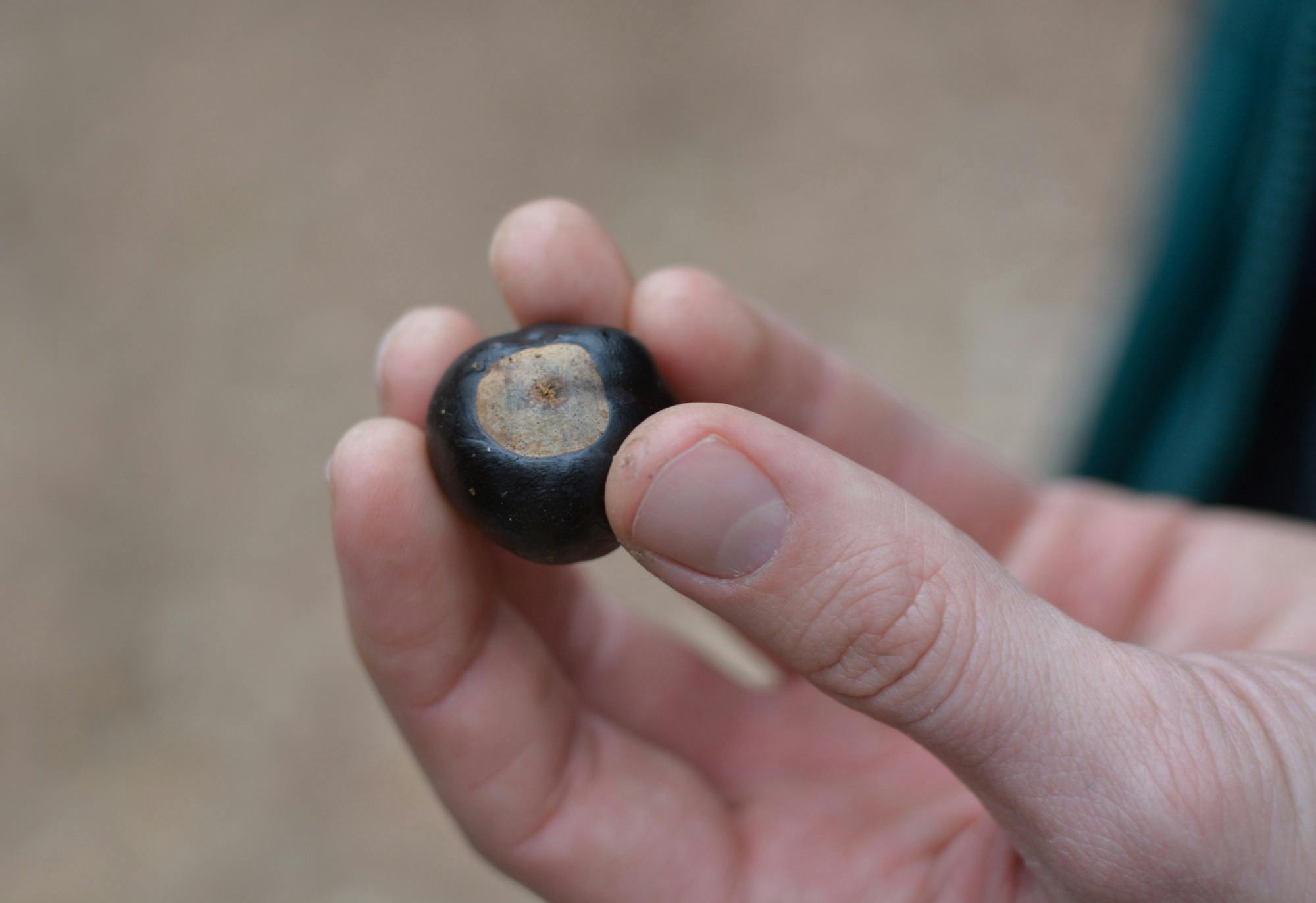Appalachian Foraging
