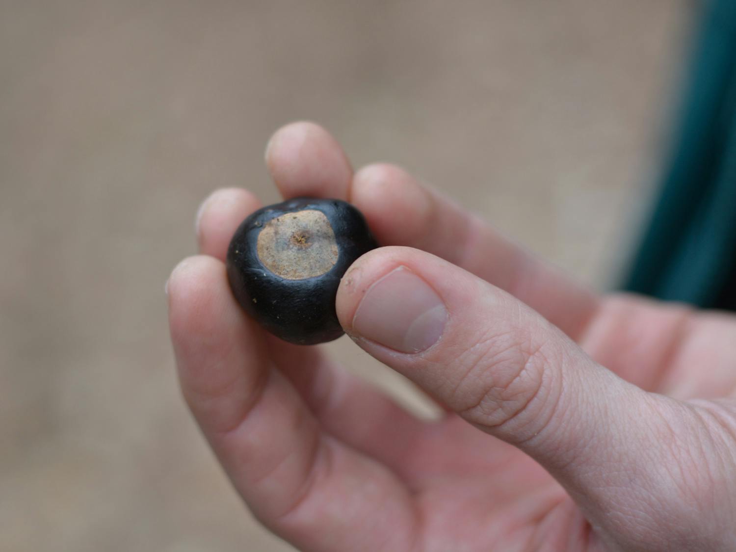 Appalachian Foraging