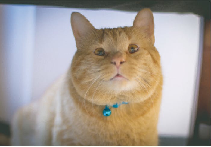 The Pest: Cat Enters Sheriff Race  