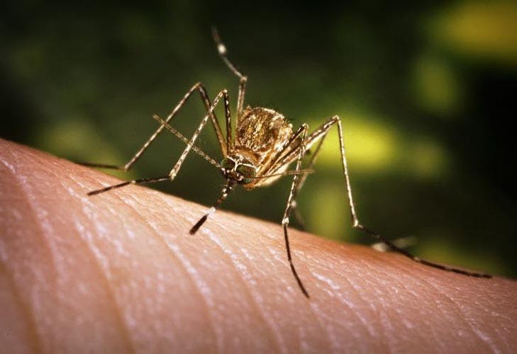 West Nile Virus testing no longer state-funded  