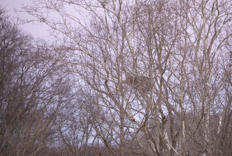 Bald eagle comeback results in four nests in Athens