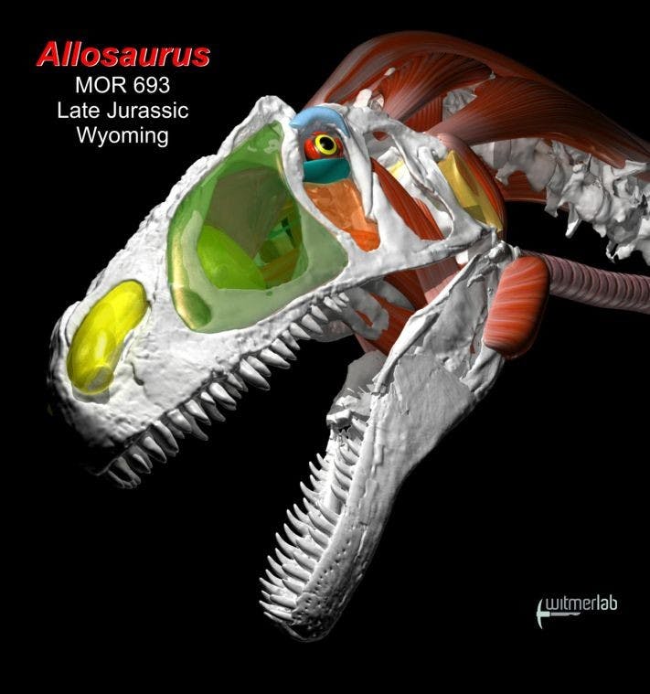 OU engineering study sheds light on dino dining  