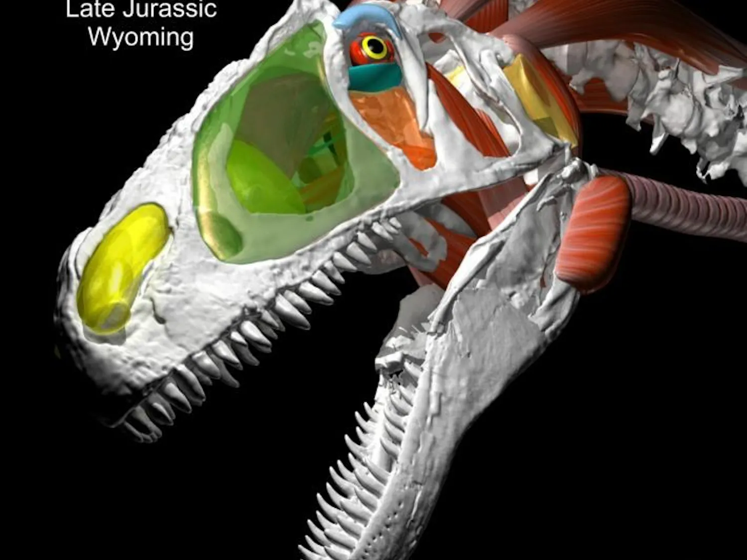 OU engineering study sheds light on dino dining