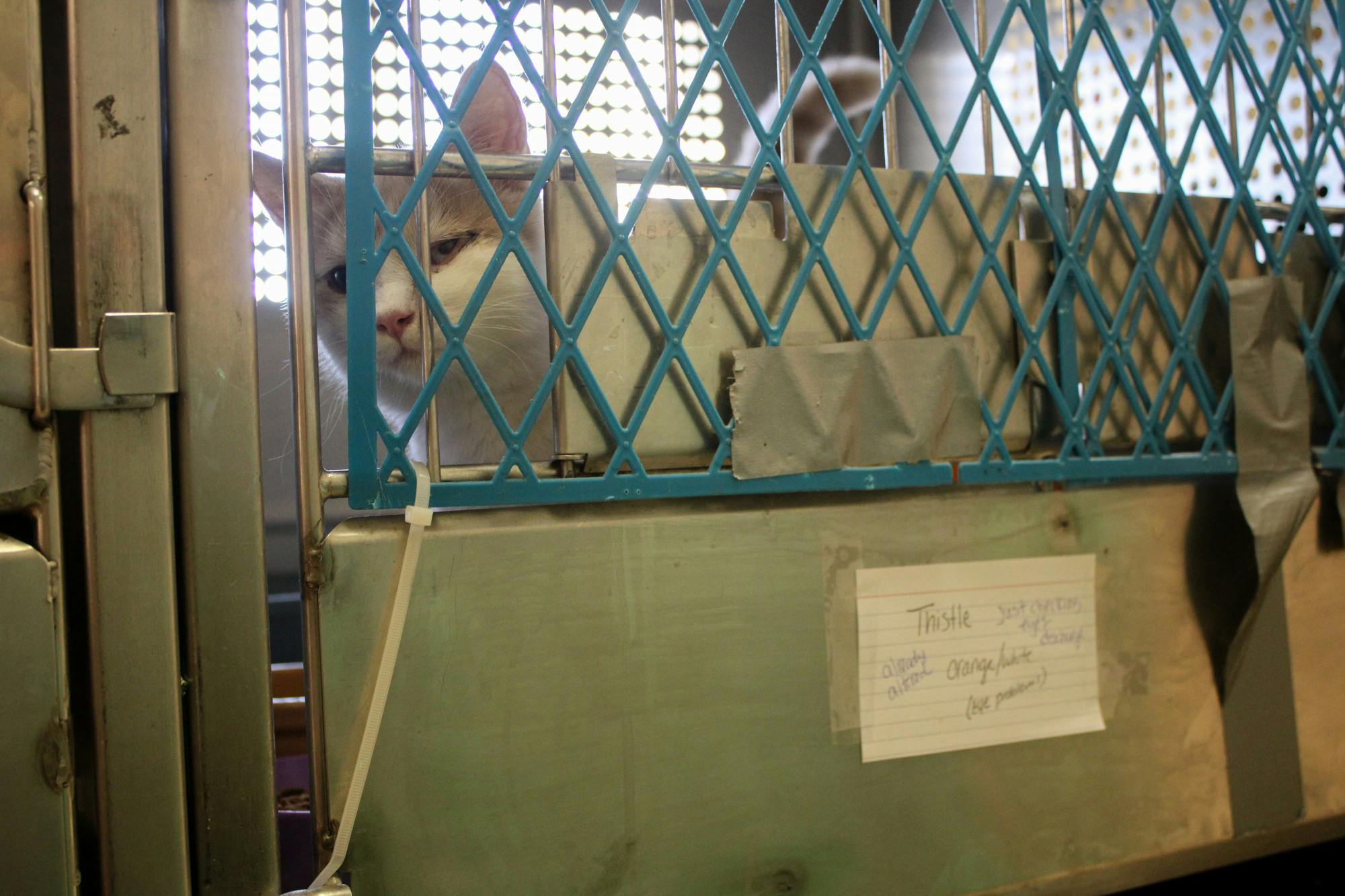 CovidShelters_Millar