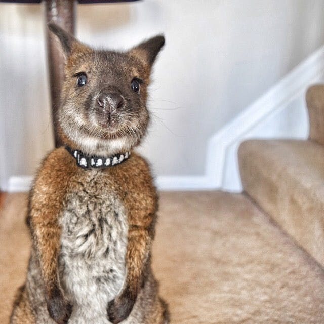 Welby the Wallaby