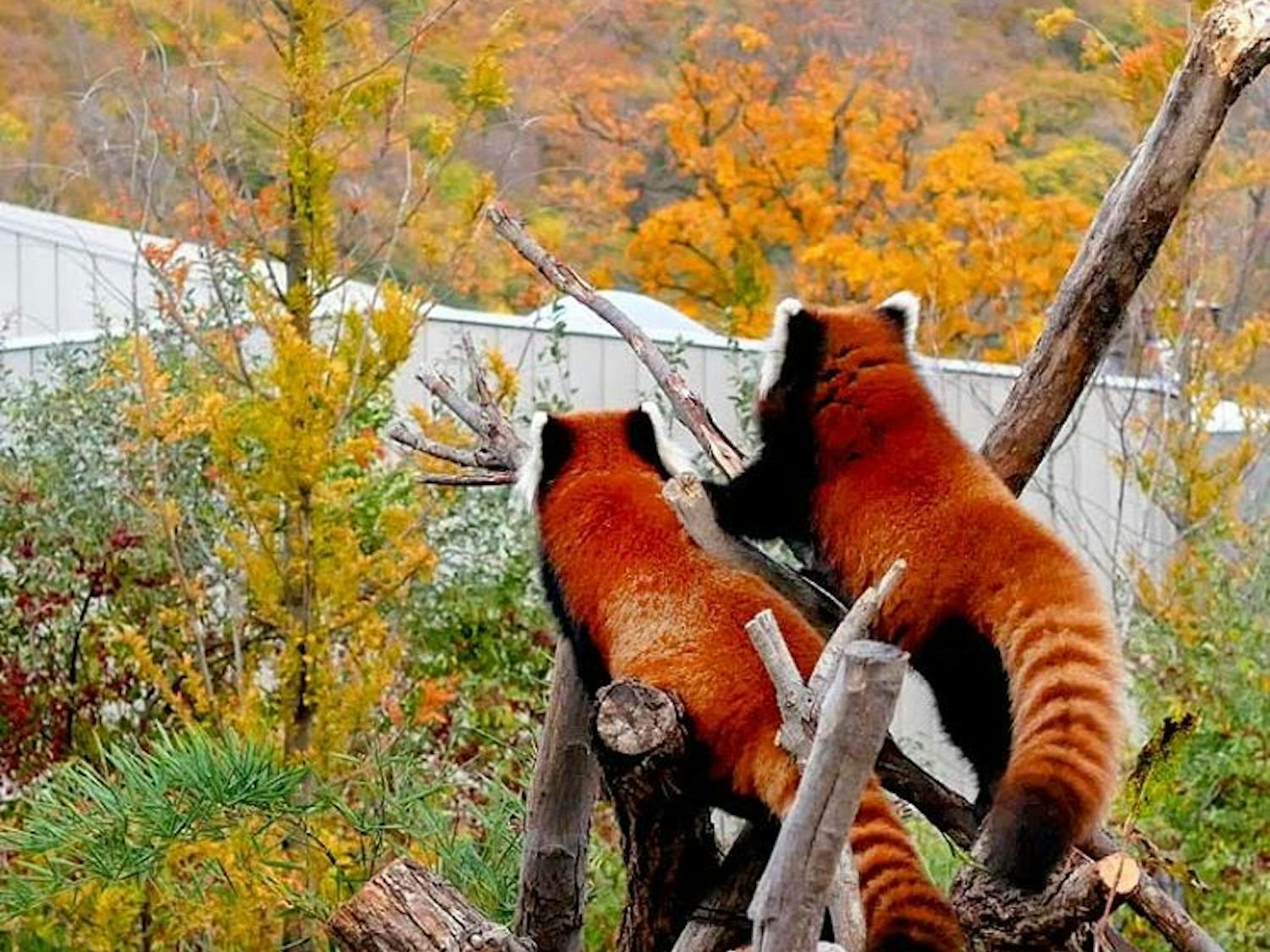 Red Pandas